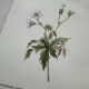 Botanical Plate 1800 Old naturalist engraving 19th century double-sided