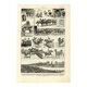 Gravure ancienne 1923 - Courses hippiques par L. Bombled - Cheval litho