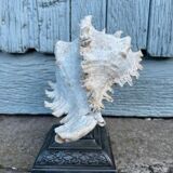 Coquillage sur socle en métal