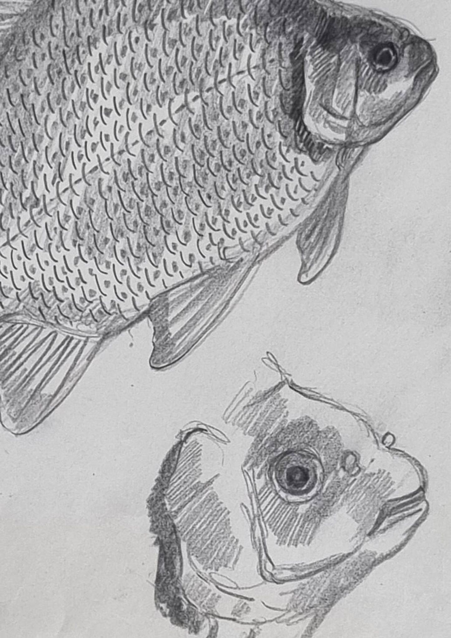 Original drawing by Marcel Bourgeois, 1960, Carassine, Graphite on paper