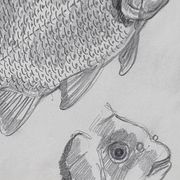 Original drawing by Marcel Bourgeois, 1960, Carassine, Graphite on paper
