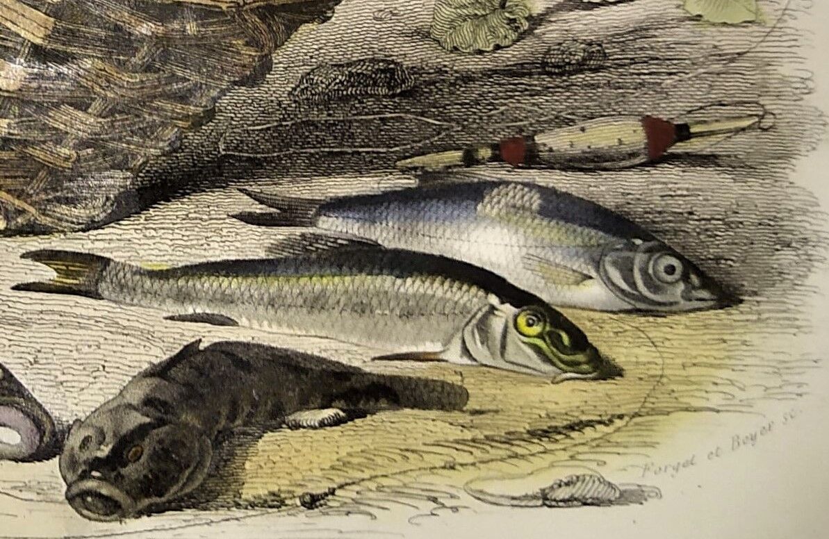 Original zoological plate of 1839 " the trout, the epinoche,....,....,....