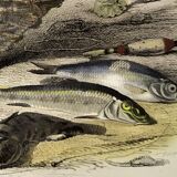 Original zoological plate of 1839 " the trout, the epinoche,....,....,....
