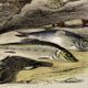 Original zoological plate of 1839 " the trout, the epinoche,....,....,....