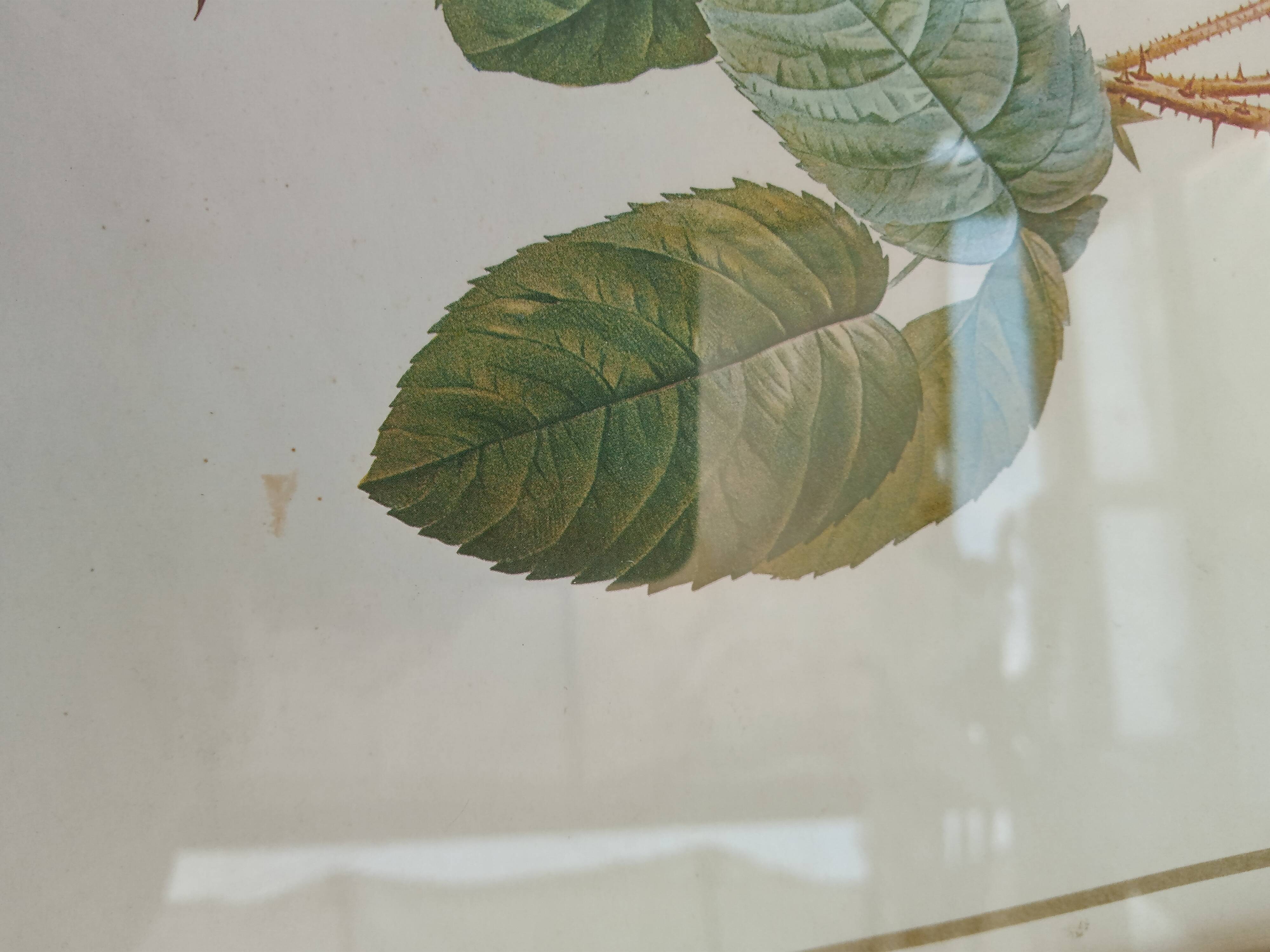 Redouté botanical board