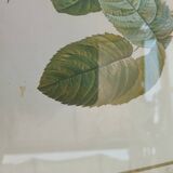 Redouté botanical board