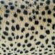 Vintage leopard print bed frame, Hollywood Regency style.