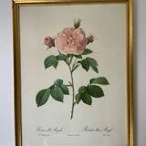 Botanical lithograph