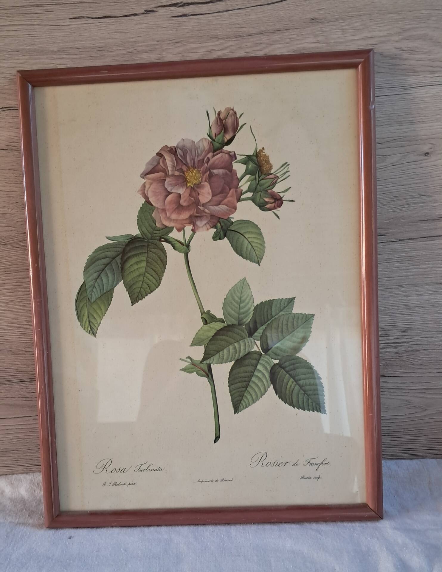 Botanical engraving Rosa Turbinata after Redouté — Vintage wooden frame