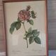 Botanical engraving Rosa Turbinata after Redouté — Vintage wooden frame