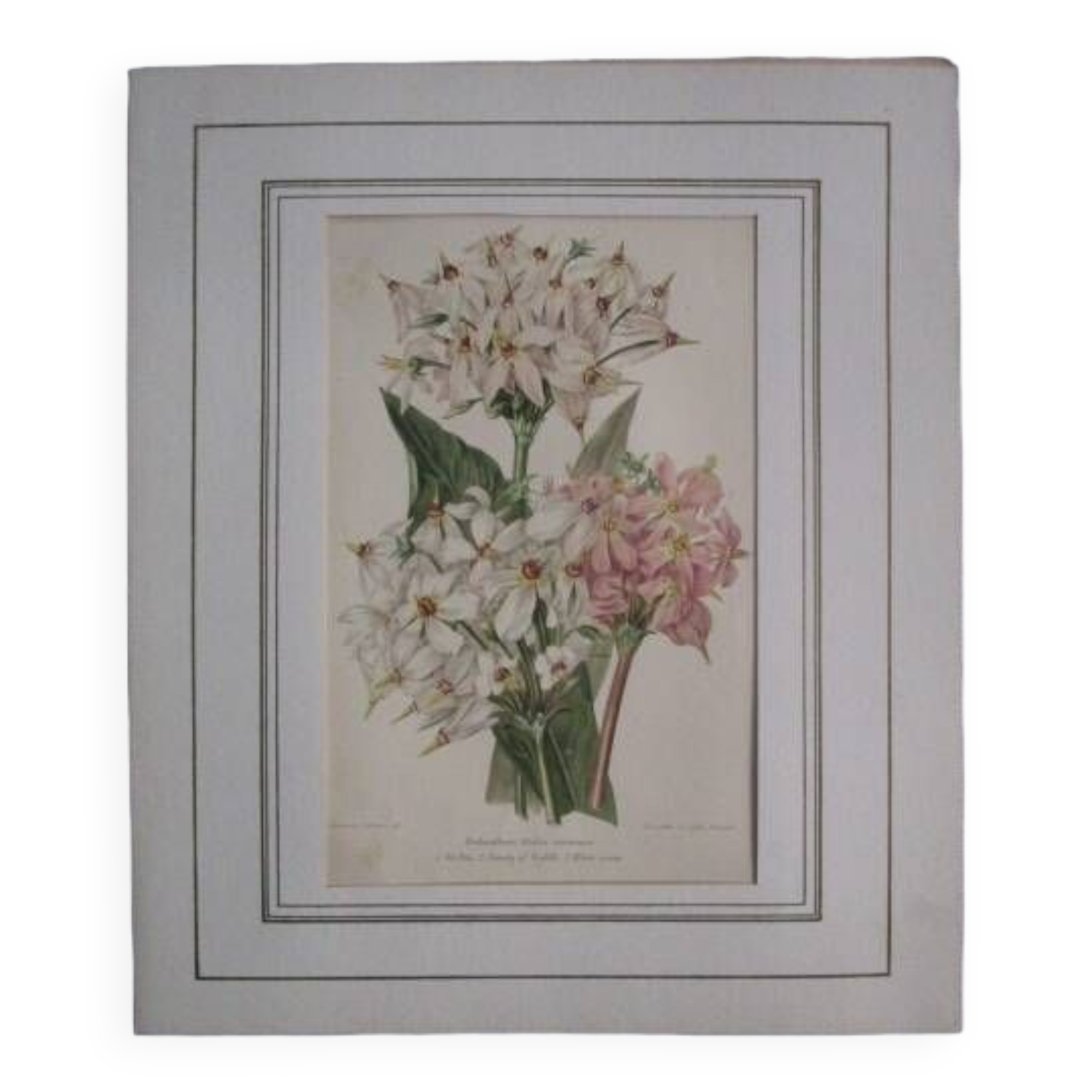 Old botanical engraving "dodecatheon"