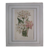Old botanical engraving "dodecatheon"