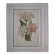 Old botanical engraving "dodecatheon"