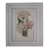 Old botanical engraving "dodecatheon"