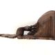 Pair of carved wooden wall consoles decorated with a deer's head