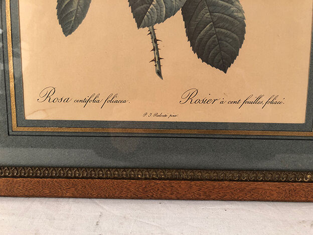Pair of illustrations framed with roses by PJ Redouté