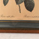 Pair of illustrations framed with roses by PJ Redouté