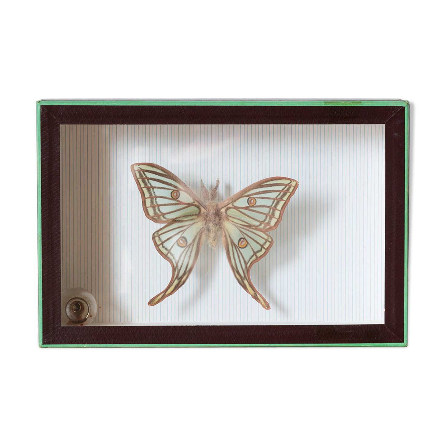 Papillon encadré