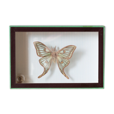Papillon encadré