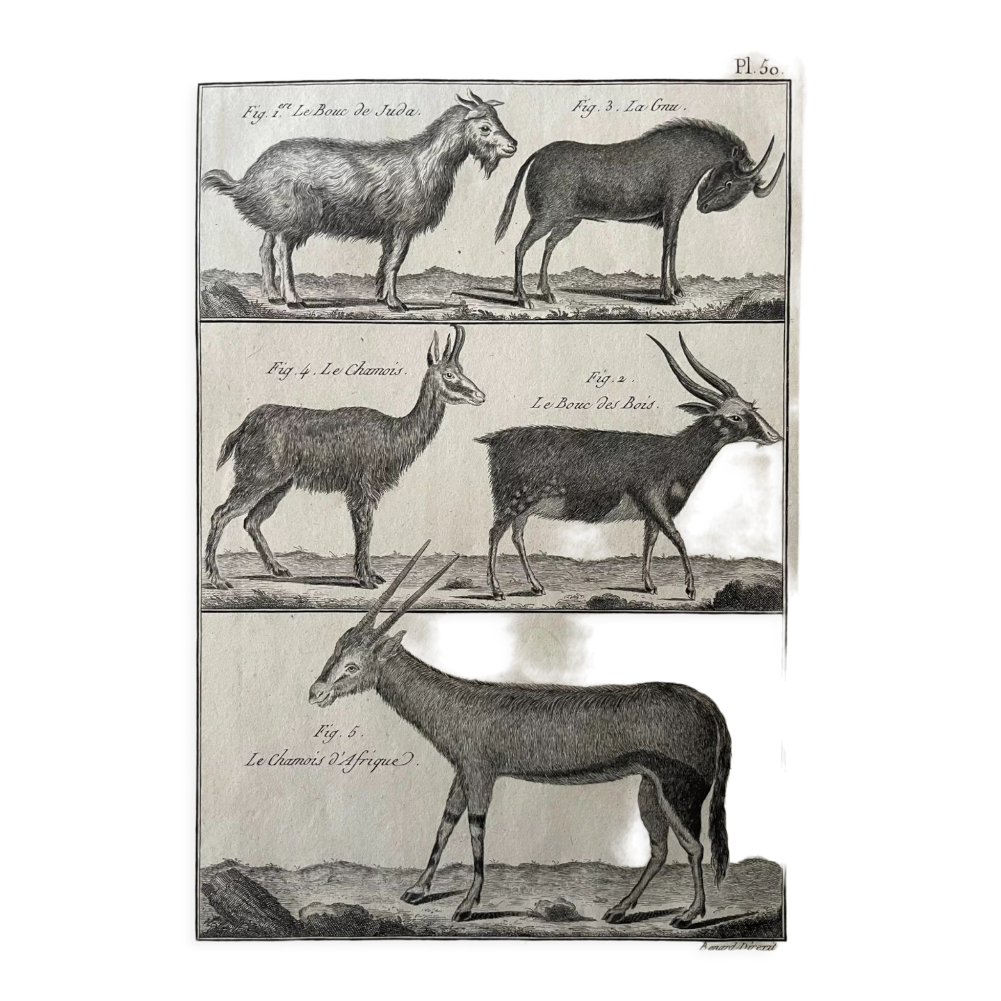 Livre XVIIIe buffon, bonnaterre, histoire naturelle, quadrupèdes, mammifères