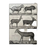 Book XVIIIth buffon, bonnaterre, natural history, quadrupeds, mammals