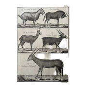 Livre XVIIIe buffon, bonnaterre, histoire naturelle, quadrupèdes, mammifères