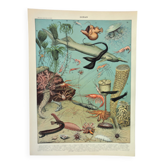 Engraving • Deep ocean and abyss, fauna • Original and vintage poster from 1898