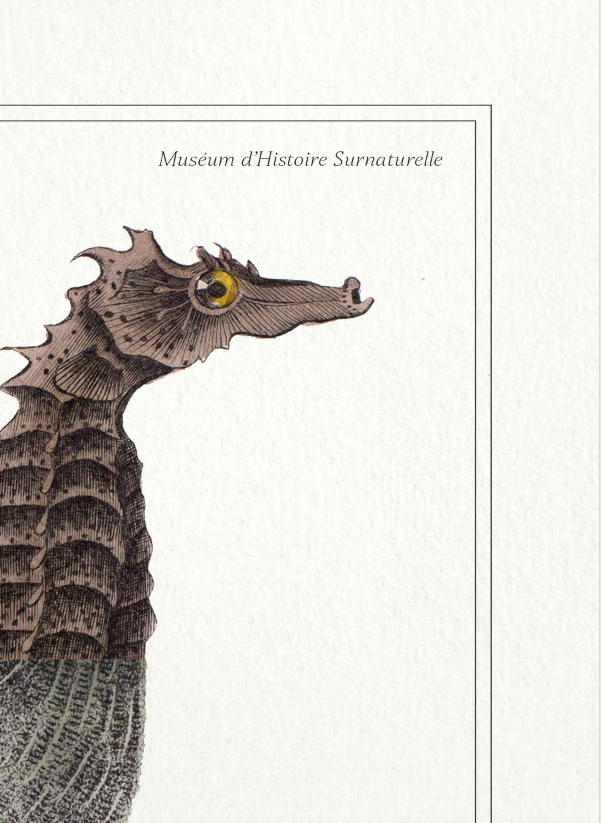 Lithograph chimeric engraving animal - the cariapocampus