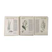 Set of 3 botanical illustrations