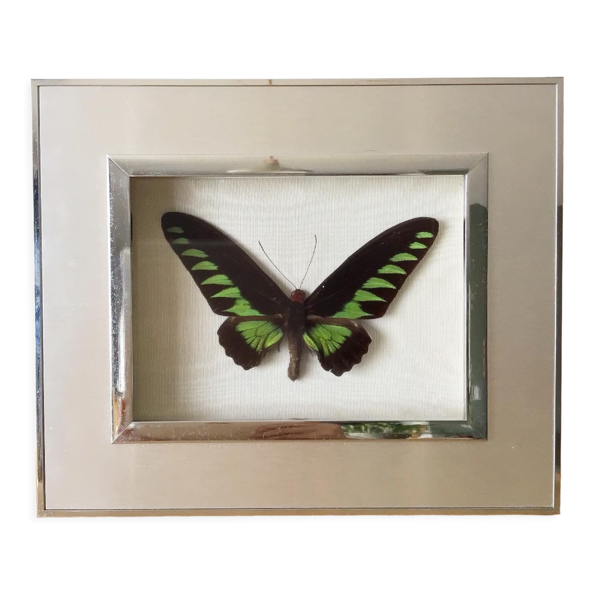 Vintage naturalized butterfly