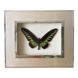 Vintage naturalized butterfly