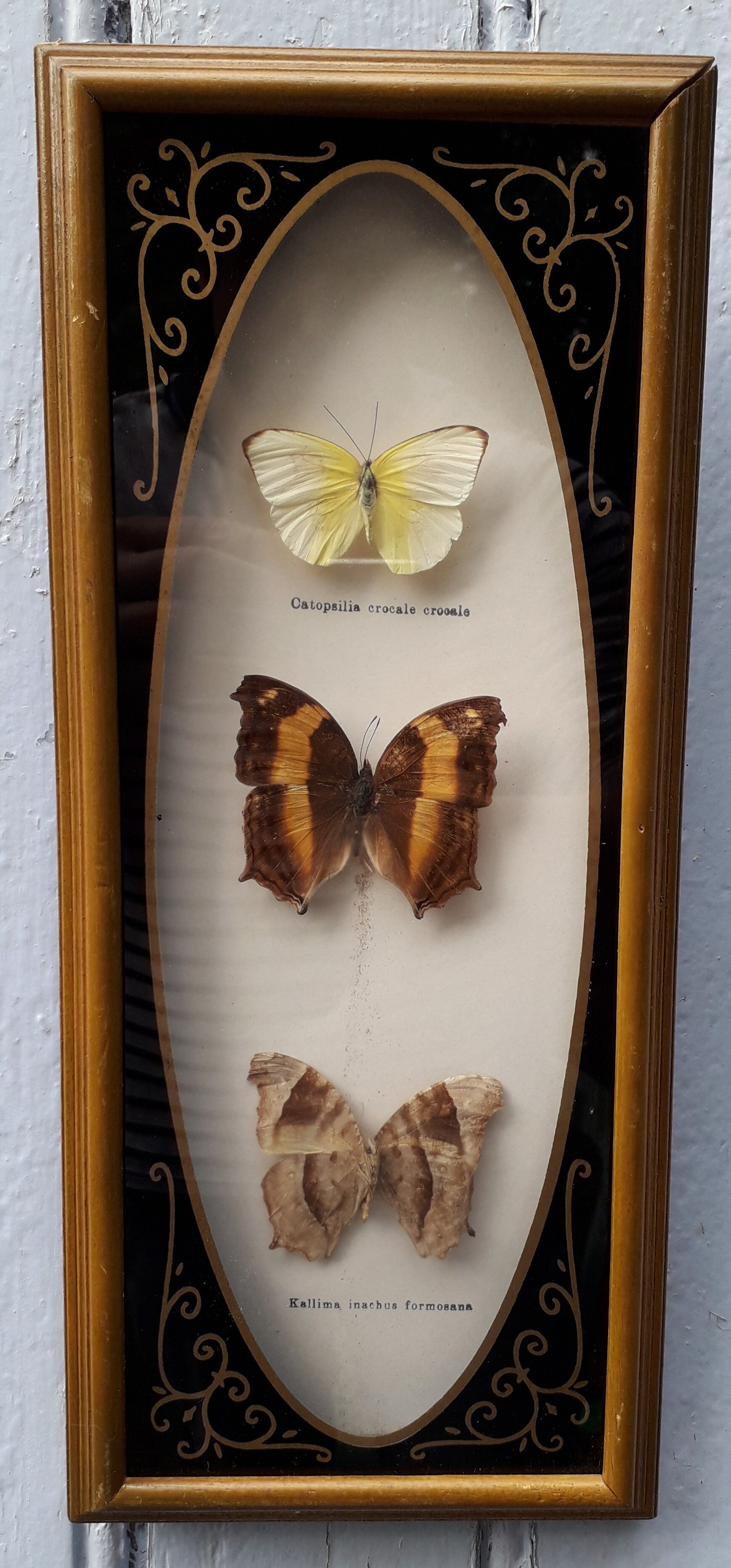 Tro of butterflies