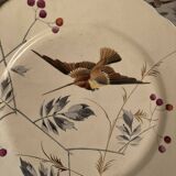 13 decorative plates with hummingbird design in fine earthenware by Mouzin Lecat, 19th century.