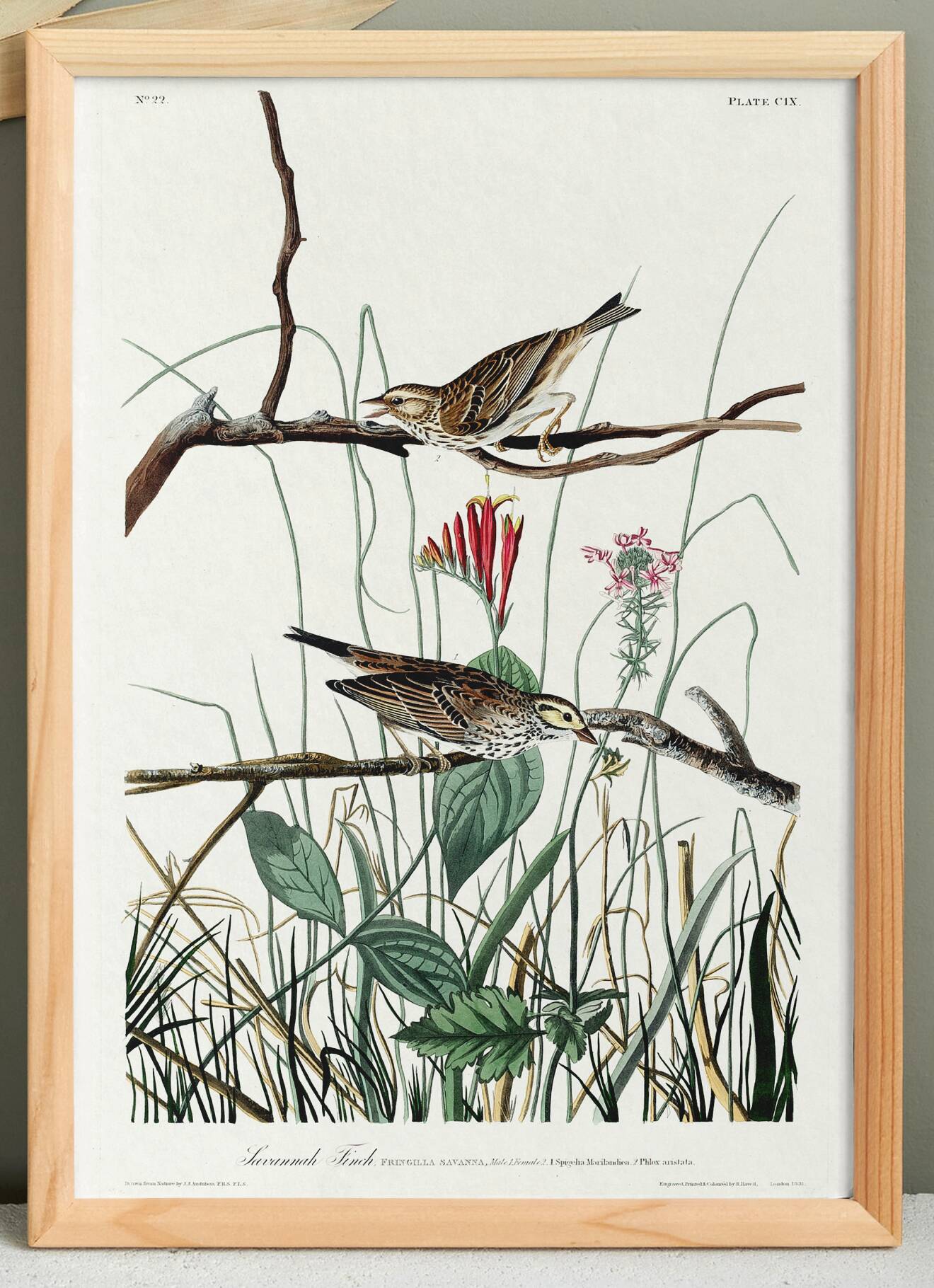 Poster about the Meadow Bunting, based on an old engraving from 1827.