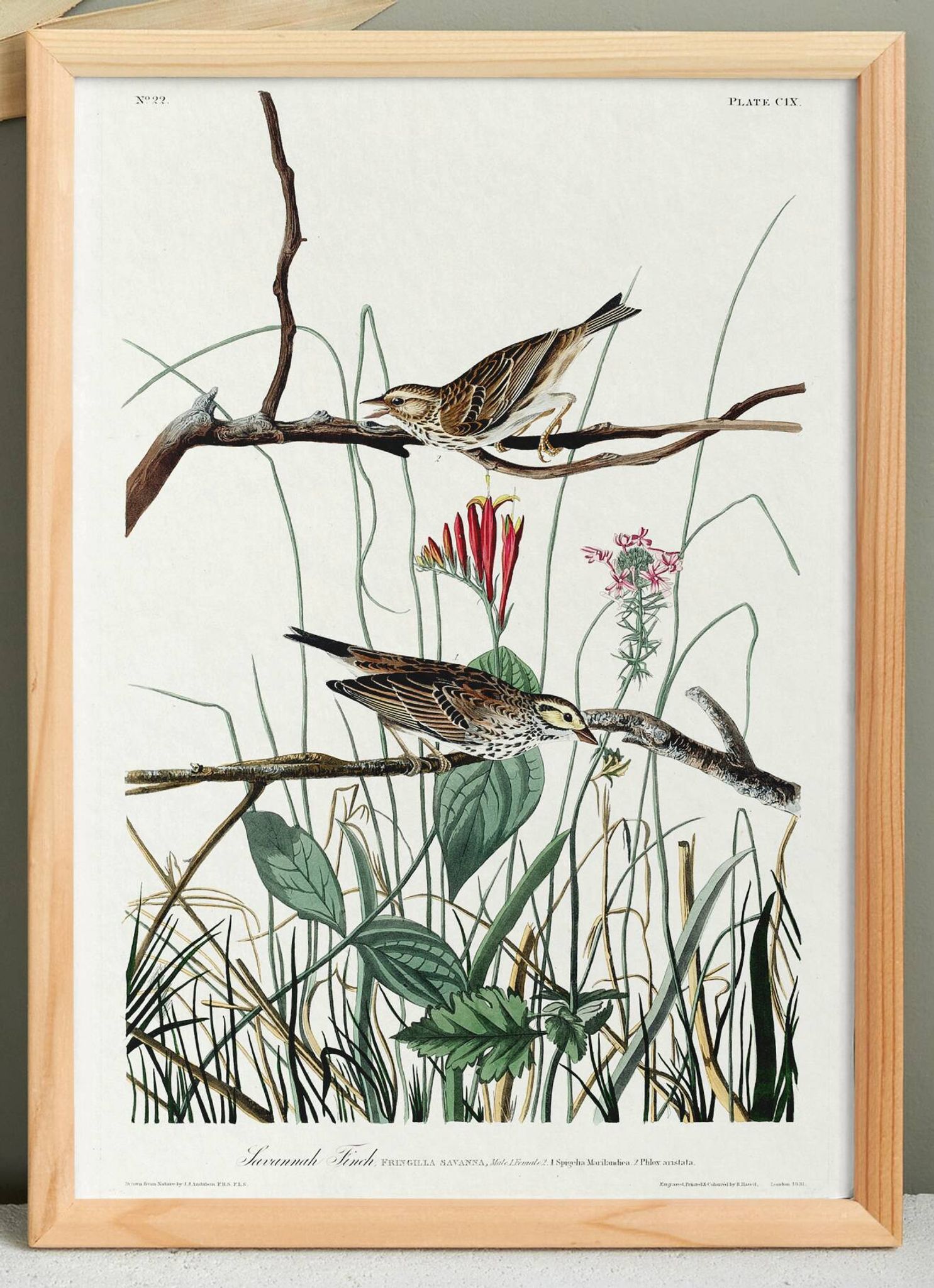 Poster about the Meadow Bunting, based on an old engraving from 1827.
