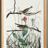 Poster about the Meadow Bunting, based on an old engraving from 1827.