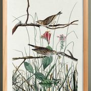Poster about the Meadow Bunting, based on an old engraving from 1827.