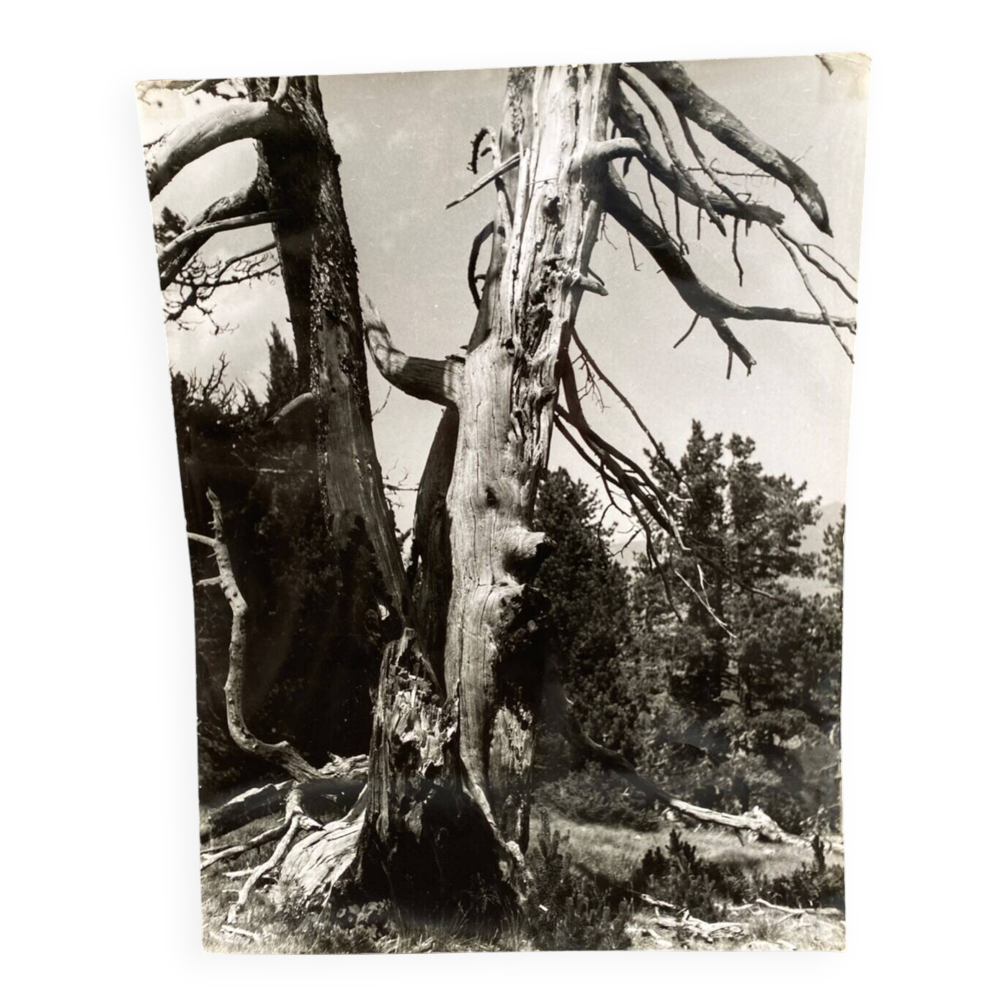 Photographie argentique Bernard Darot Les Vaincus XXe AFIAP