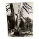Photographie argentique Bernard Darot Les Vaincus XXe AFIAP