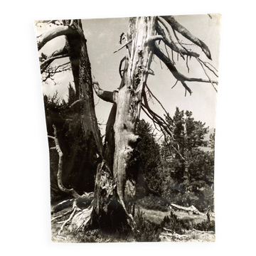 Silver gelatin photograph by Bernard Darot, The Vanquished, 20th Century, AFIAP
