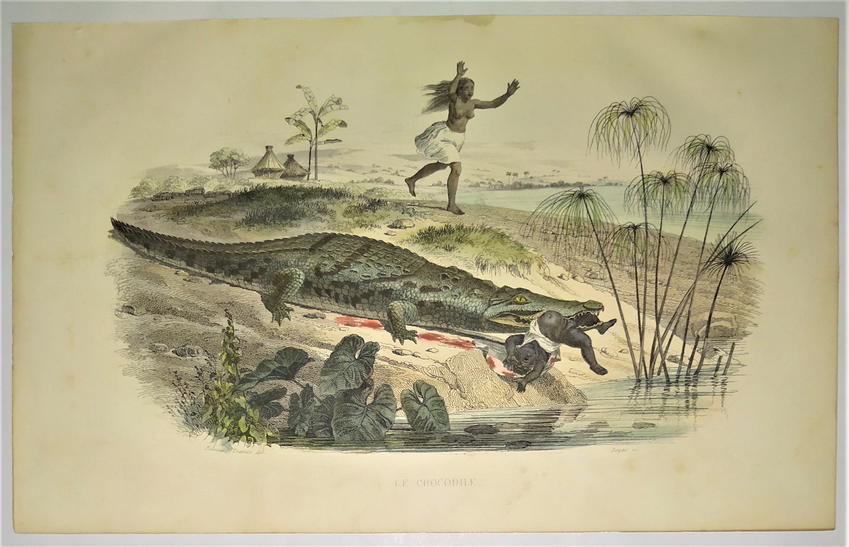 Original zoological plate of 1839 " the crocodile "