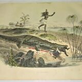 Original zoological plate of 1839 " the crocodile "