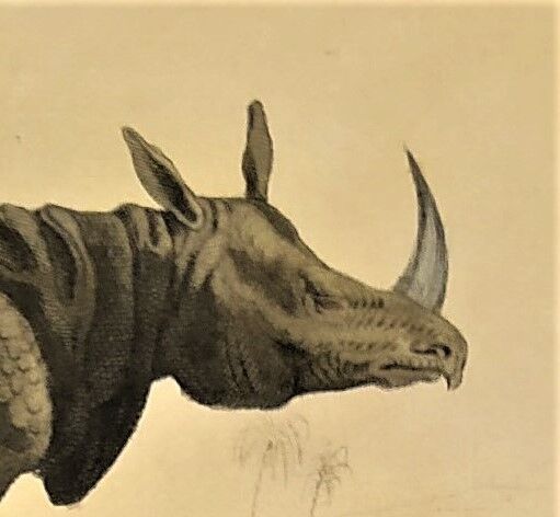 Original zoological frame engraving from 1839 " rhinoceros & hippopotamus "