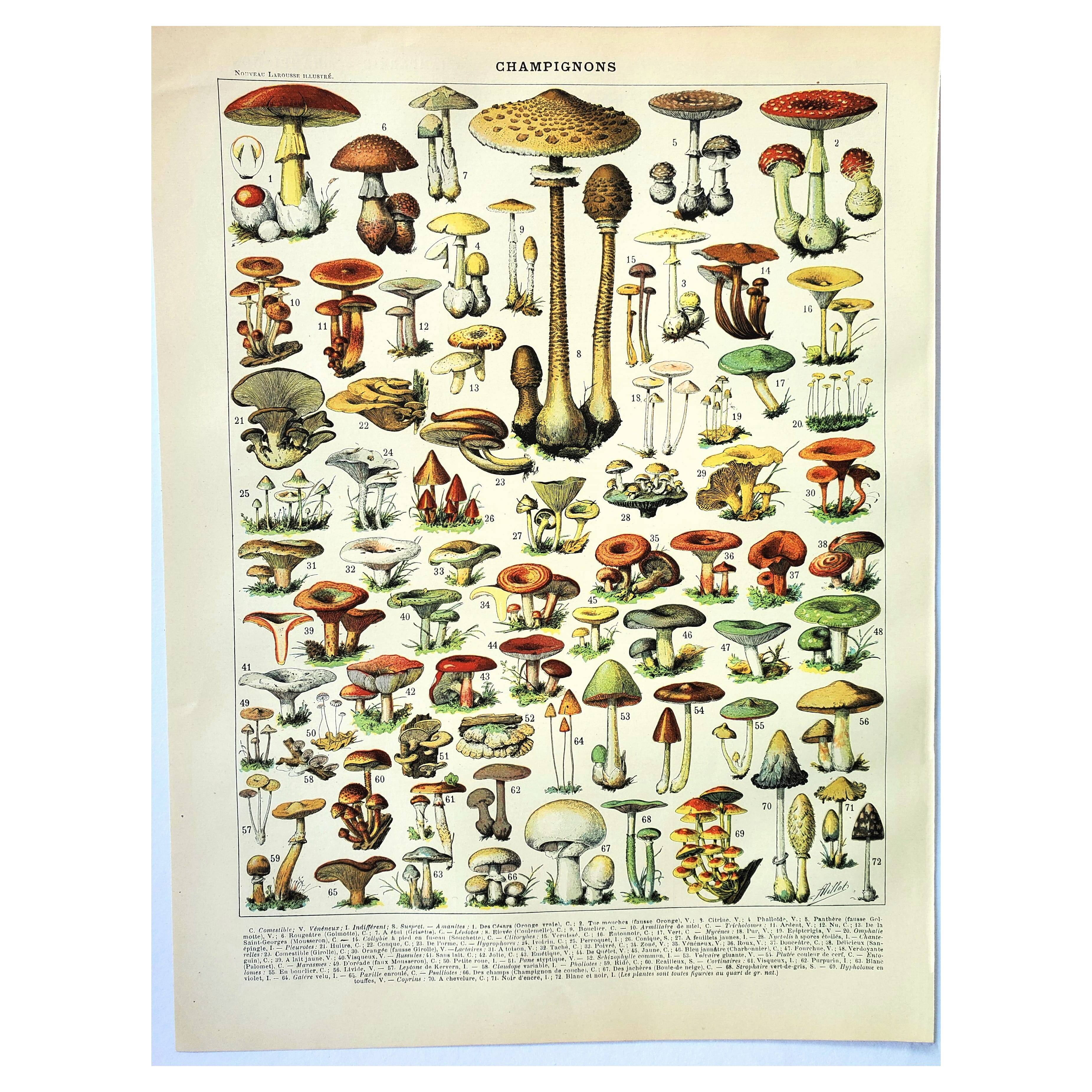 Gravure ancienne 1897 - Champignon 1 par Millot - planche vintage botanique