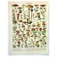 Antique engraving 1897 - Mushroom 1 by Millot - vintage botanical plate