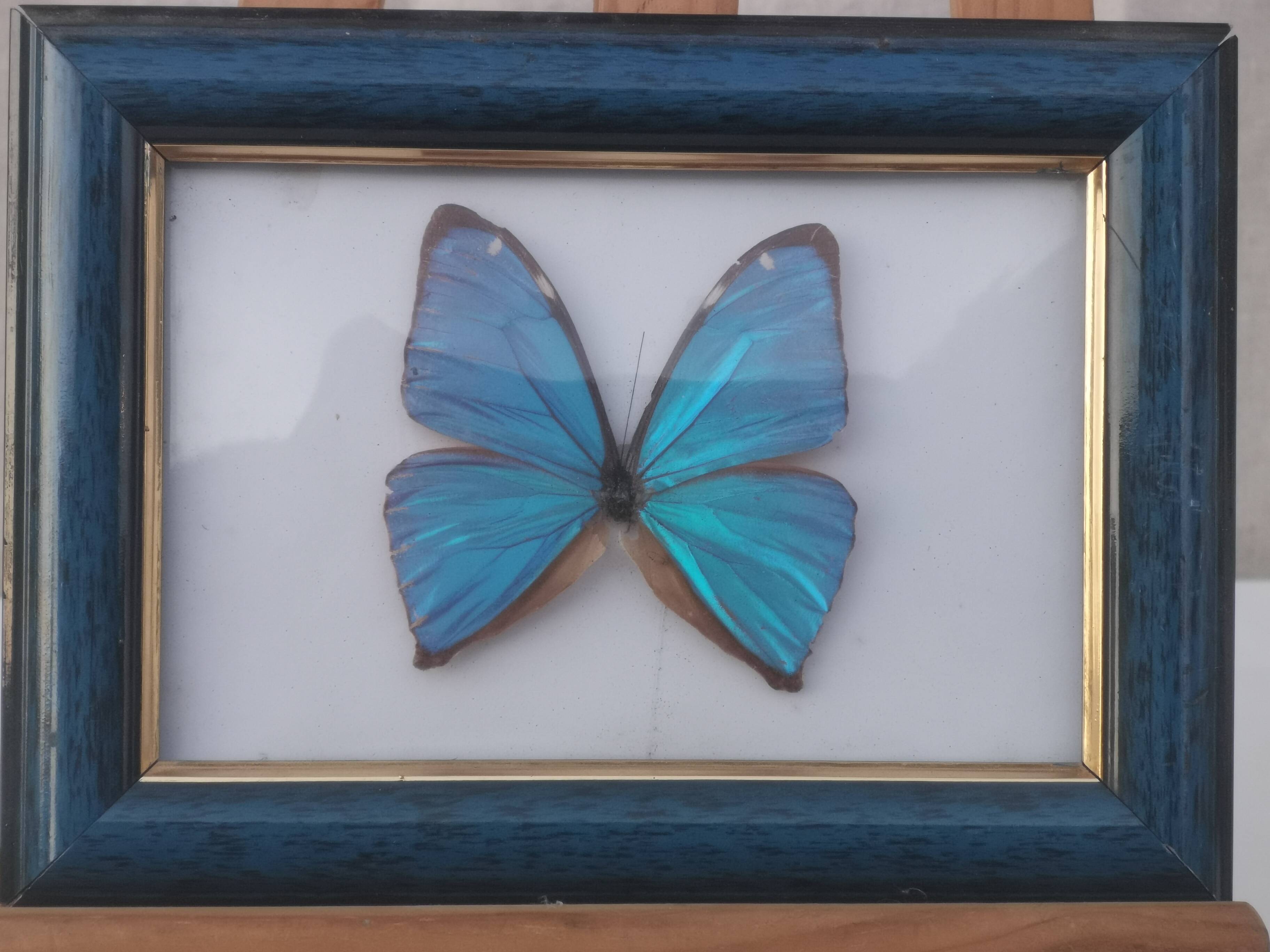 TABLEAU "PAPILLON BLEU ENCADRE"