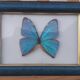 TABLEAU "PAPILLON BLEU ENCADRE"