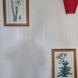 Iris botanical board