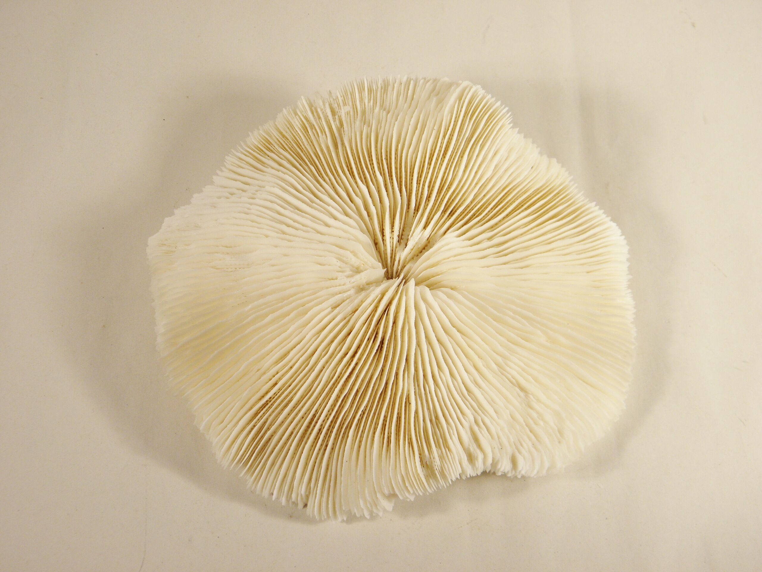 White coral 17 x 17 cm