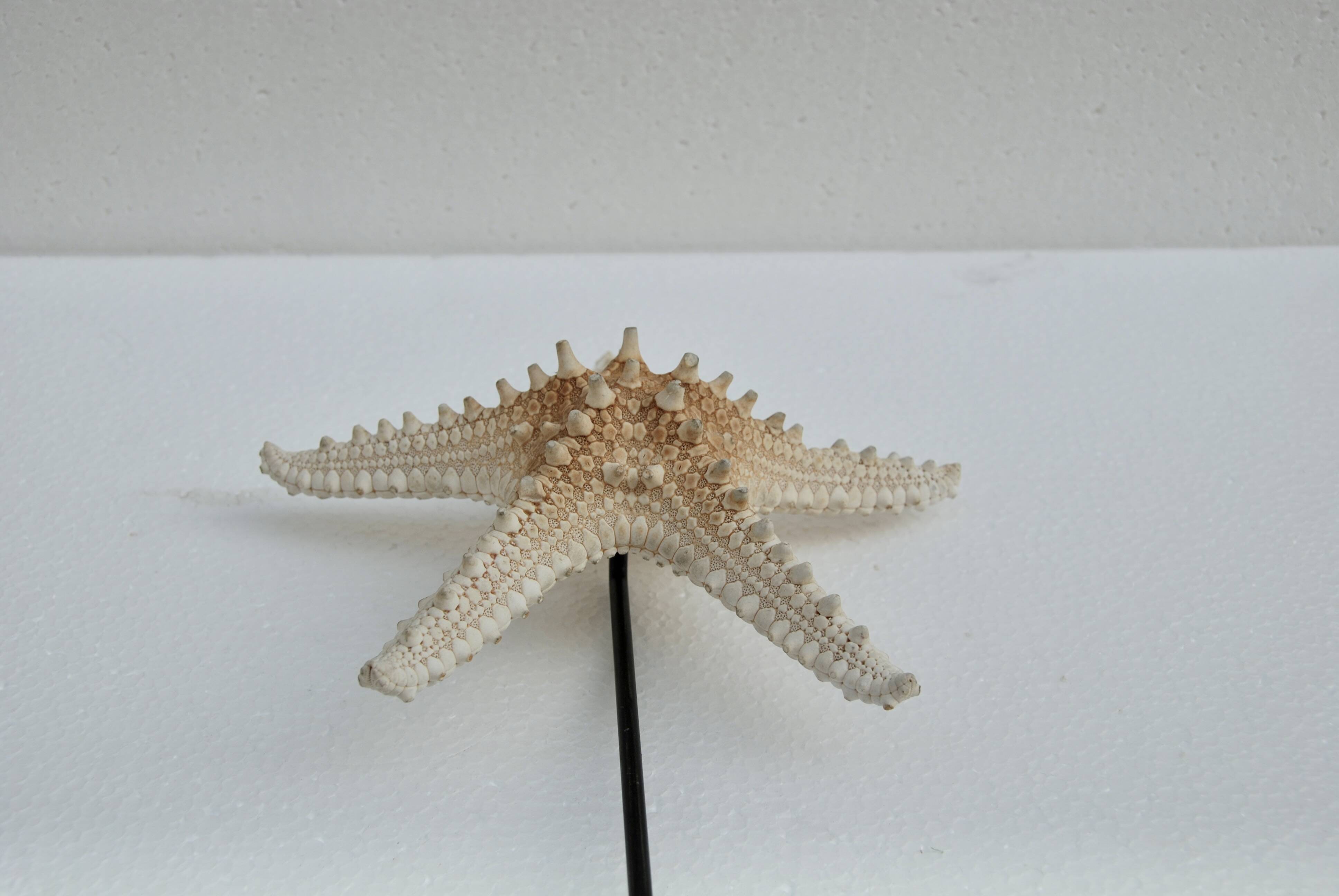 Cabinet of natural starfish curiosities on shell marble base